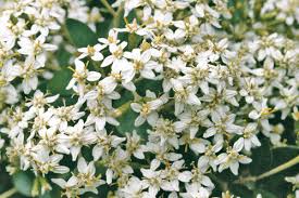 Maybe you would like to learn more about one of these? Olearia Horticulture Week