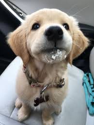 Pin By Rilee Morley On Golden Retrivers Labrador Retriever Golden Retriever Retriever