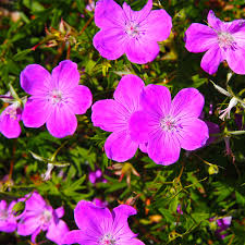 Image result for Geranium sanguineum Max Frei