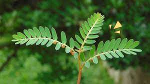 Maybe you would like to learn more about one of these? Walaupun Tumbuh Liar Ini 8 Manfaat Daun Meniran Dan Efek Sampingnya Orami