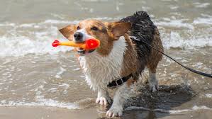 Pups are 6 weeks old. Excessive Heat Is Rough On Pets How To Keep Furry Friends Safe In Heat Wave Katu
