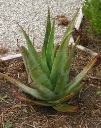 We did not find results for: Aloe Vera Learn About Nature