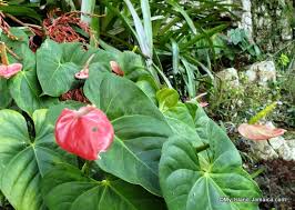 We did not find results for: Activities In Montego Bay Here S Ahhh Ras Natango Top Place To Visit