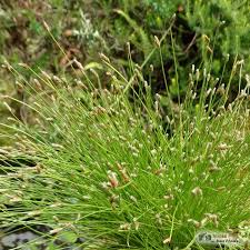 Image result for Isolepis sp.no.1