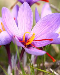 Pin On Flower Gardening