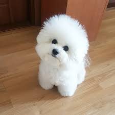 10 Healthiest Dog Breeds That Don T Shed Http Www Dogvills Com Healthiest Dog Breeds Dog Breeds That Dont Shed Cute Small Dogs
