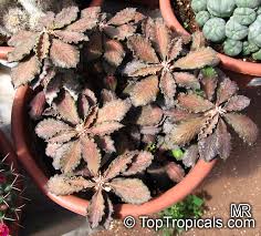 Image result for Euphorbia davyi