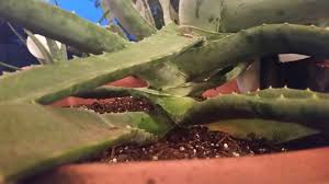 I have about 3 or 4 cactus blocks that i found during an excursion, but it was really far from my base and there wasn't a lot of it. Aloe Vera Growing Sideways Helpfulgardener Com