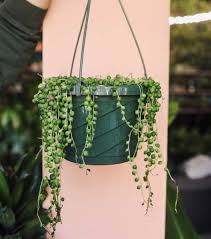 Image result for Senecio inornatus