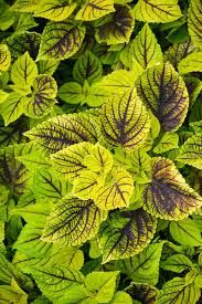Image result for Coleus guerkei