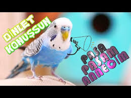 Pasam Diye Konusan Muhabbet Kusu Mp3 Indir Cep Muzik Indir