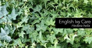 Hedera Helix Care How To Grow English Ivy Plants In 2020 English Ivy Plant English Ivy Ivy Plants