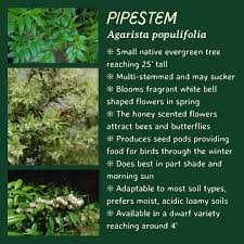 Image result for Agarista