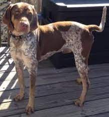 Adopt Copper On Petfinder German Shorthaired Pointer Dog Pointer Dog Dog Adoption