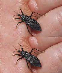 Image result for Nephrangis filiformis