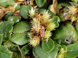 Image result for Alternanthera pungens