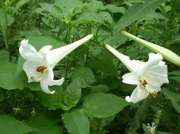 Image result for Lilium formosanum
