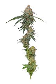This strain enjoys a sunny and humid climate. Pineapple Upside Down Cake Quality Sativa Strains Best Weed