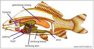 Maybe you would like to learn more about one of these? Reproduksi Ikan Dan Katak