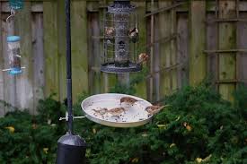 Bird Cage Seed Catcher Tray The Ultimate Seed Catcher Bird Feeders Backyard Birds Rural Gardening