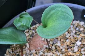Image result for Eriospermum porphyrium