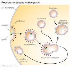 Animal cell membranes are composed mainly of. Cell Membrane Definition Function Structure Britannica