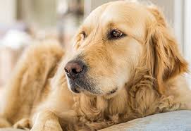 How Much Sleep Does A Golden Retriever Need A Day Training Buster