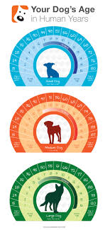 Dog Life Expectancy Dog Age Chart Dog Age In Human Years