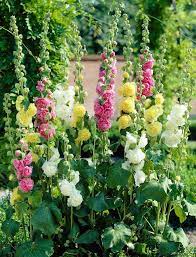 Garden State Bulb 10 Pack Double Mixed Hollyhock Bulbs Lb22251 Lowes Com Hollyhocks Flowers Bulb Flowers Planting Flowers