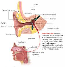 Image result for Inner Ear Decompression Sickness