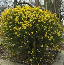 Image result for Euryops