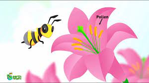 Pollination is perhaps the most important function of bees, particularly honey bees. Why Do We Need Bees Youtube