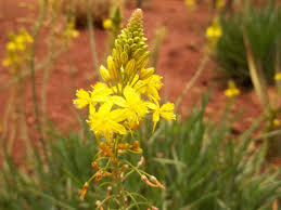 Image result for Bulbine asphodeloides
