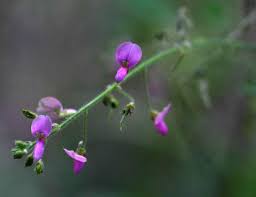 Image result for Desmodium tortuosum