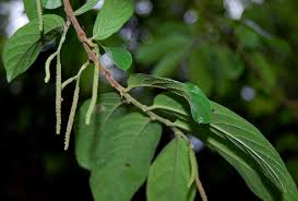 Image result for Antidesma venosum