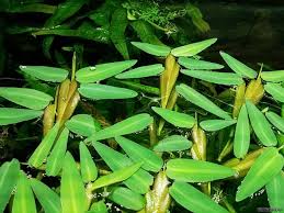 Image result for Xyris aristata