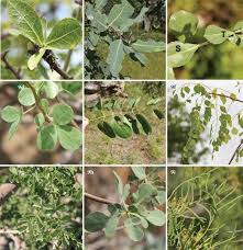 Image result for Commiphora angolensis