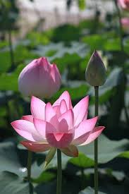 Free Image On Pixabay Kite Lotus Nature Flowers Lotus Flower Wallpaper Flowers Types Of Flowers