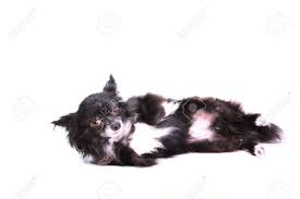 New and used items, cars, real estate, jobs, services, vacation rentals hi there, i'm a long haired male chihuahua. Black And White Long Haired Chihuahua Against White Background Stock Photo Picture And Royalty Free Image Image 8109515