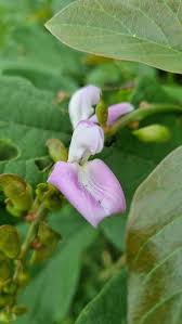 Image result for Canavalia africana