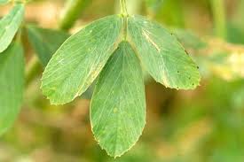 Image result for Medicago laciniata