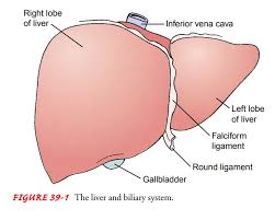 The liver is an organ only found in vertebrates which detoxifies various metabolites, synthesizes proteins and produces biochemicals necessary for digestion and growth. Anatomy Of The Liver