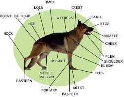 gsd growth chart i love german shepherd dogs