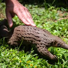 Pangolin meat, which is considered a delicacy in parts of china and vietnam, has been reported to sell for as high as us$200/kg. Coronavirus Could Actually Do One Good Thing Save Pangolins Wired Uk