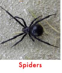 The best way to get rid of spiders is not to let them into the house to begin with, and minimize where they can hang out. Pest Control Getting Rid Off Spiders Local Exterminators