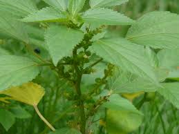 Image result for Acalypha ciliata