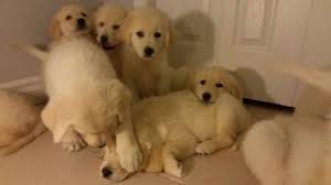Know your time limits and what adopting a before keeping an eye out for a dog for you, the rescue is likely to require that you fill out an application so that they know you are a viable adopter.6. Golden Retriever Great Pyrenees Puppies For Sale Petsidi