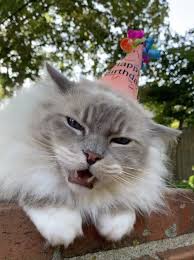 Happy 10th Birthday Chiggy Floppycats Ragdoll Cat Colors Happy 10th Birthday Beautiful Cats