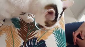 Royal Canin Sterile Kisir Kedi Mamasi Sahteciligi Youtube