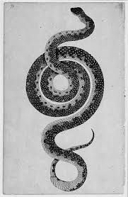 Black And White Diamond Pattern Snake The Year Of The Snake Is Here Snake Art Scientific Illustration Nature Art